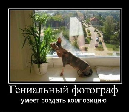 Гениальный фотограф умеет создать композицию